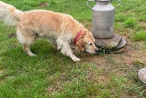 Avviso Ritrovamento Cane  Femmina Chouain Francia