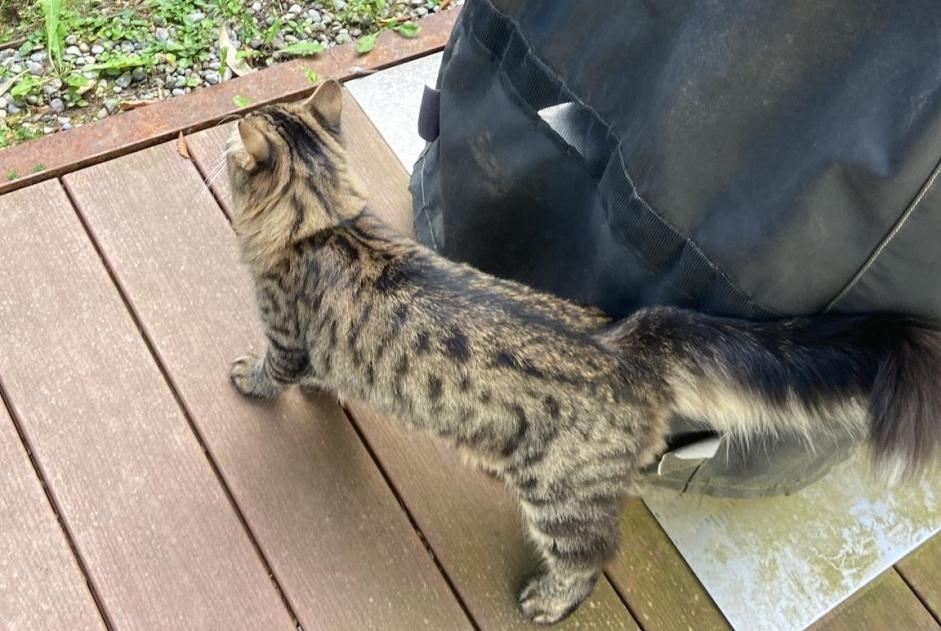 Avviso Ritrovamento Gatto  Maschio Les Montets Svizzera