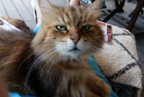 Avviso scomparsa Gatto Maschio , 12 anni Grenoble Francia