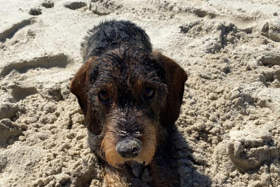 Avviso scomparsa Cane  Maschio , 6 anni Vilarinho Portogallo