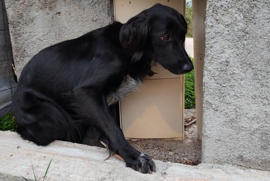 Avviso Ritrovamento Cane Femmina Cuttoli-Corticchiato Francia