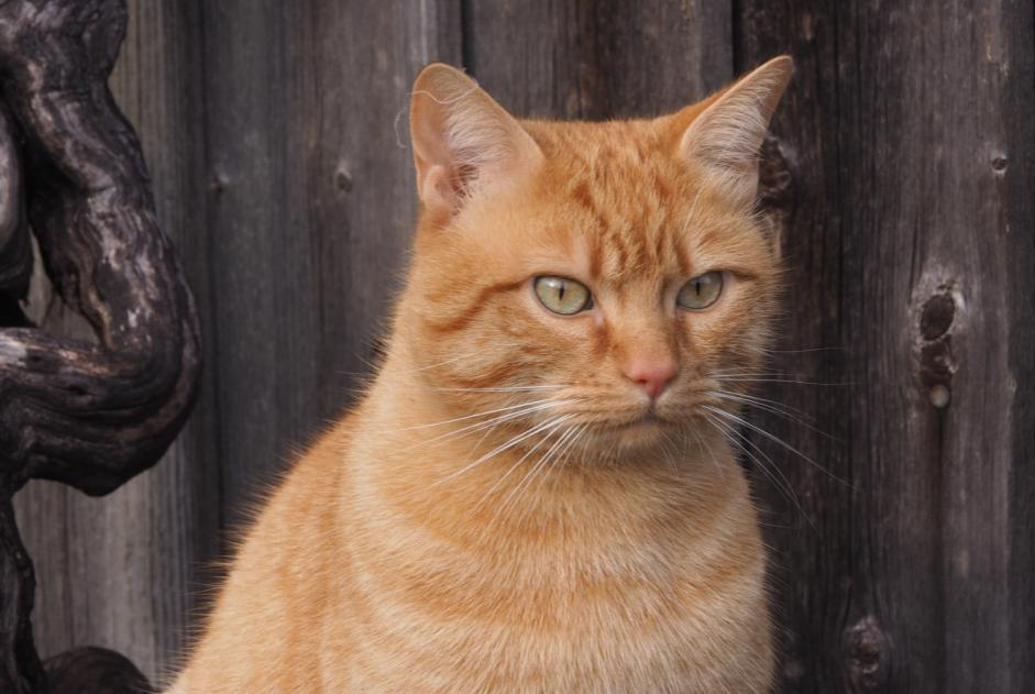 Avviso scomparsa Gatto Maschio , 4 anni Le Crest Francia