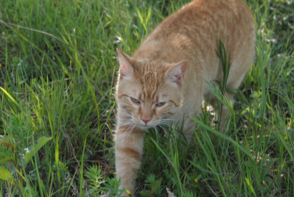 Avviso scomparsa Gatto Maschio , 4 anni Le Crest Francia