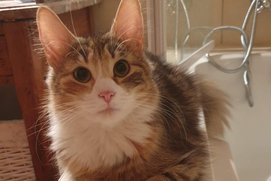 Avviso scomparsa Gatto  Femmina , 5 anni Grigny Francia