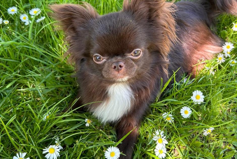 Avviso scomparsa Cane incrocio di razze Maschio , 1 anni Villiers-sur-Marne Francia