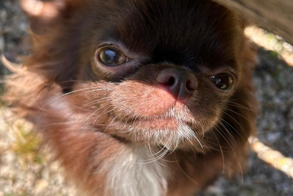 Avviso scomparsa Cane incrocio di razze Maschio , 1 anni Villiers-sur-Marne Francia