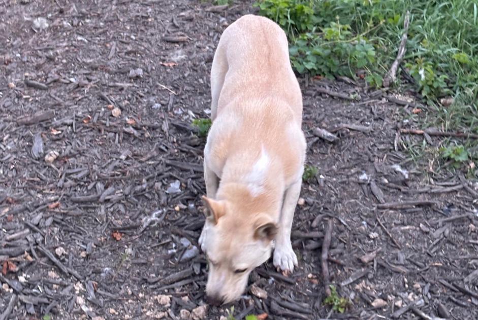 Avviso scomparsa Cane  Maschio , 2 anni Polaincourt-et-Clairefontaine Francia