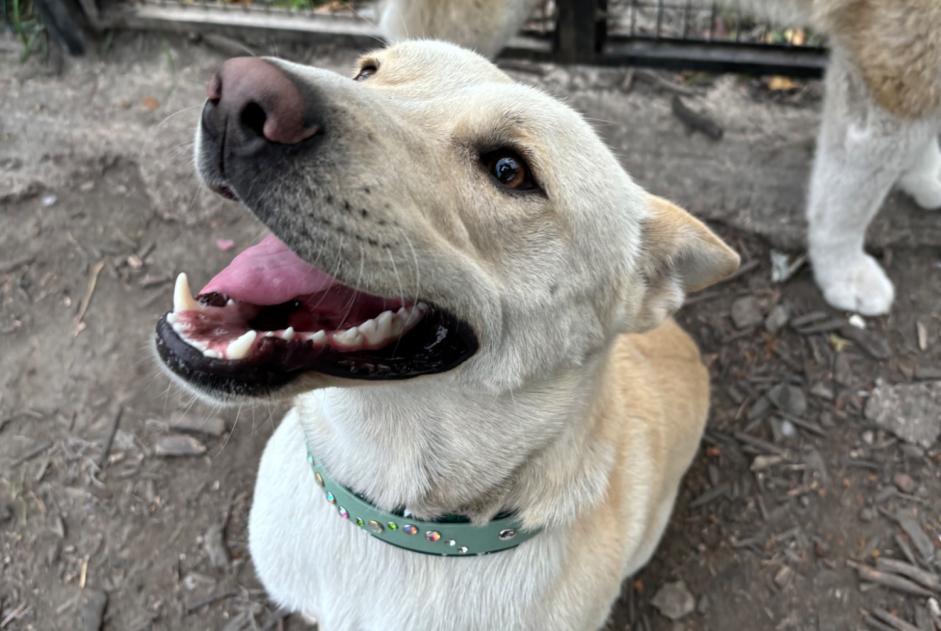 Avviso scomparsa Cane  Maschio , 2 anni Polaincourt-et-Clairefontaine Francia