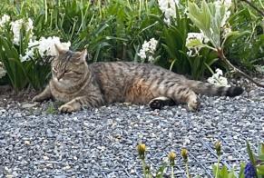 Avviso scomparsa Gatto  Maschio , 3 anni Crans-Montana Svizzera