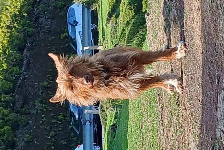 Avviso Ritrovamento Cane incrocio di razze Femmina , 2 anni Estreito da Calheta Portogallo