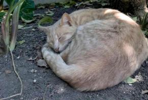 Avviso scomparsa Gatto Maschio , 6 anni Bor-et-Bar Francia