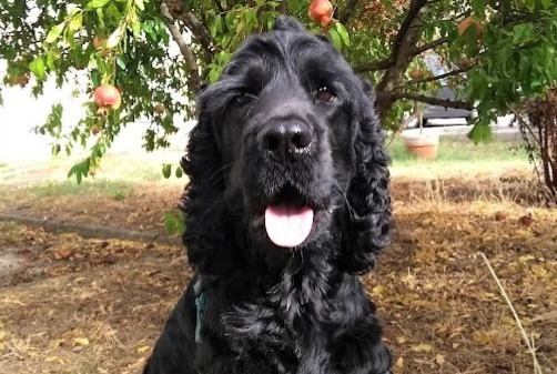 Avviso scomparsa Cane  Maschio , 5 anni Seysses Francia