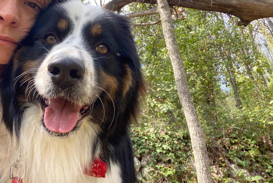 Avviso scomparsa Cane  Maschio , 3 anni Tourrettes-sur-Loup Francia