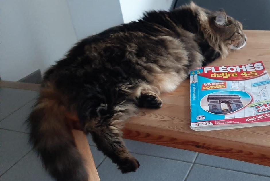 Avviso scomparsa Gatto  Femmina , 5 anni Bourg-Saint-Andéol Francia