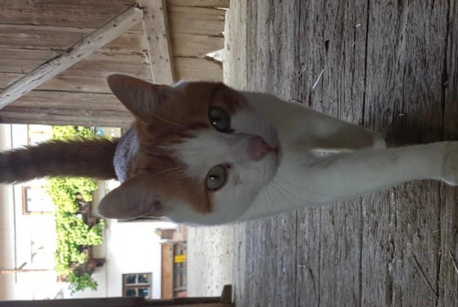 Avviso scomparsa Gatto Maschio , 9 anni Alcantarilha Portogallo