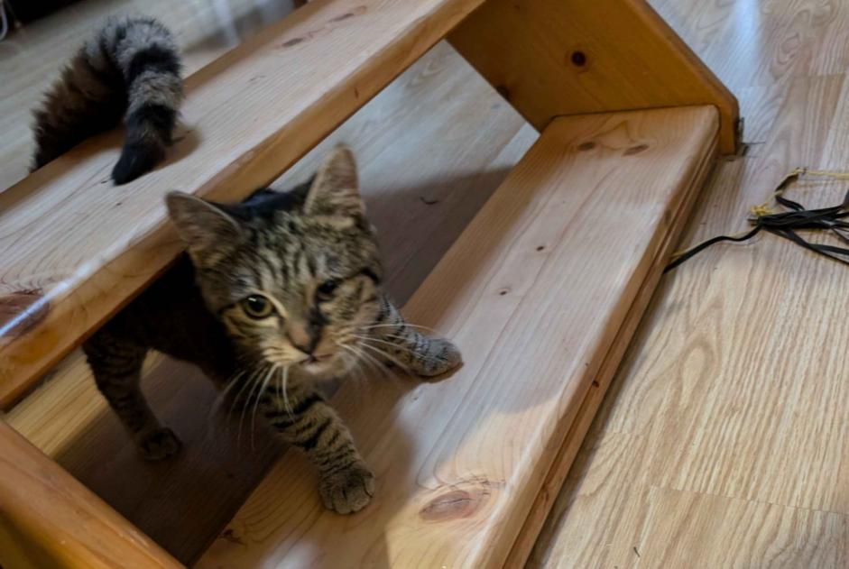 Avviso Ritrovamento Gatto  Non conosciuta , Tra 4 e 6 mesi Tourcoing Francia