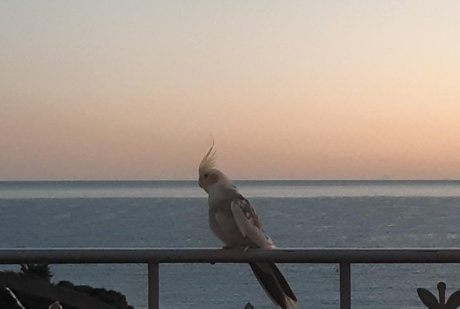 Avviso Ritrovamento Uccello Non conosciuta Roquebrune-Cap-Martin Francia