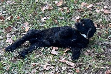 Avviso scomparsa Cane  Maschio , 11 anni Avignon Francia