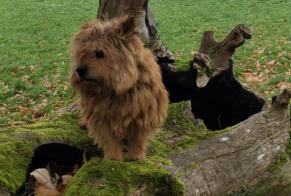 Avviso scomparsa Cane  Maschio , 11 anni Lugrin Francia