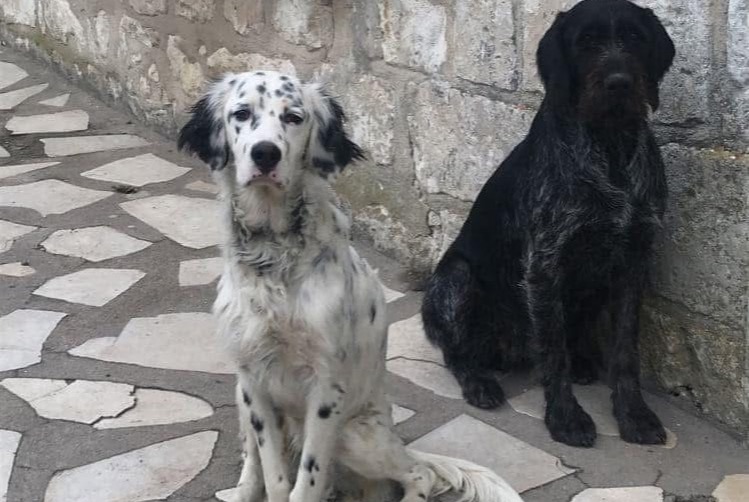 Avviso scomparsa Cane  Femmina , 8 anni Huismes Francia