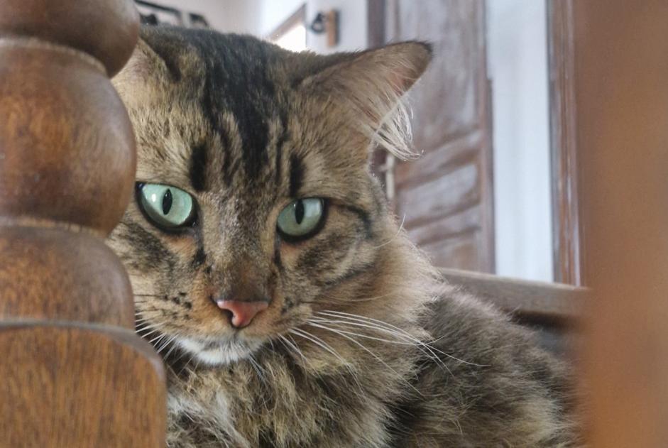 Avviso scomparsa Gatto incrocio di razze Maschio , 2 anni Ajaccio Francia