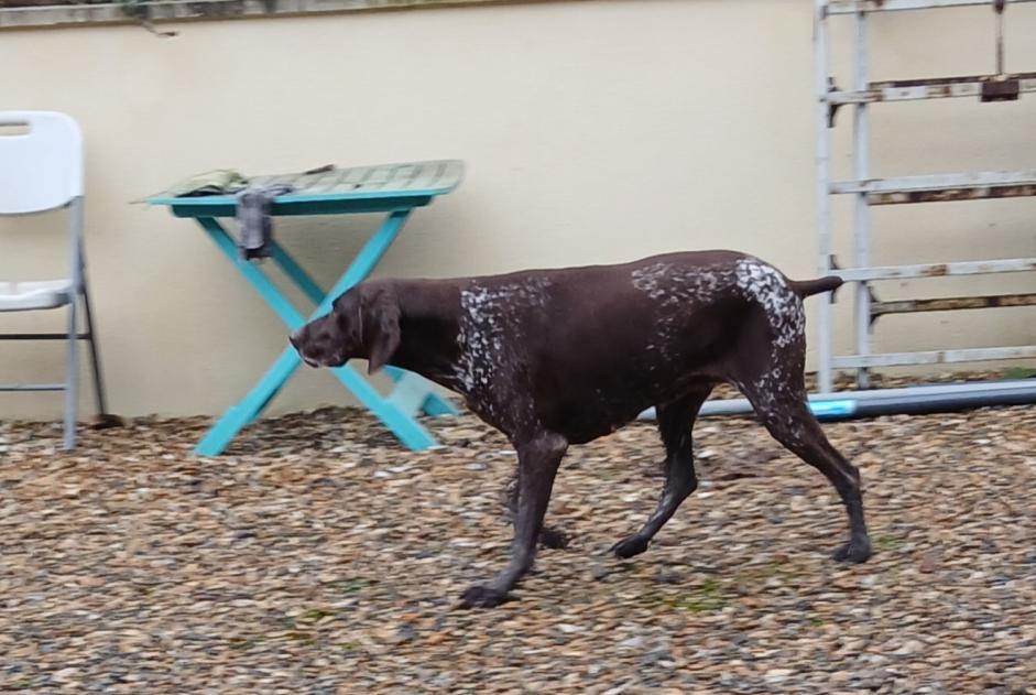 Avviso Ritrovamento Cane  Femmina Estrées-Saint-Denis Francia