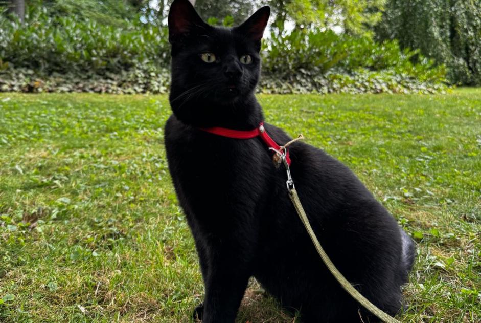 Avviso scomparsa Gatto  Maschio , 4 anni Reims Francia