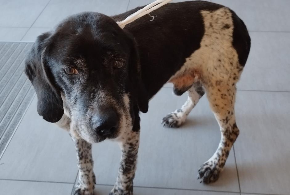 Avviso Ritrovamento Cane incrocio di razze Maschio Montsenelle Francia