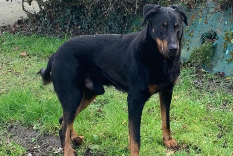 Avviso Ritrovamento Cane  Maschio , 4 anni Pleslin-Trigavou Francia