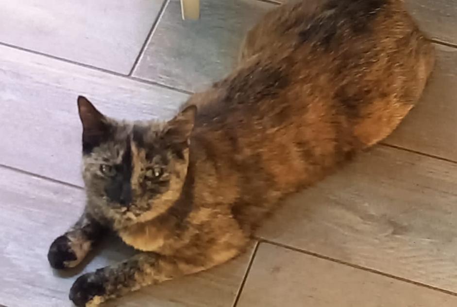 Avviso scomparsa Gatto incrocio di razze Femmina , 3 anni Porrentruy Svizzera