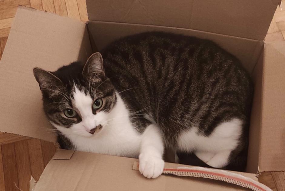 Avviso scomparsa Gatto Maschio , 9 anni Avenches Svizzera