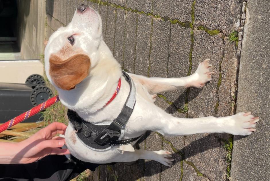 Avviso Ritrovamento Cane Maschio Chavagne Francia