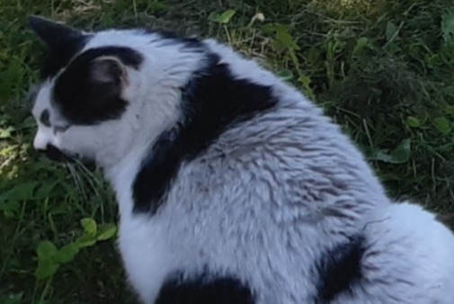 Avviso scomparsa Gatto Maschio , 9 anni Capoulet-et-Junac Francia