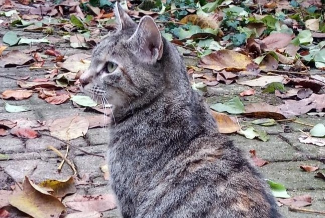 Avviso scomparsa Gatto Femmina , 10 anni Saint-Maurice-de-Gourdans Francia