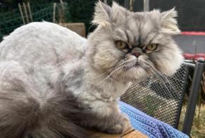 Avviso scomparsa Gatto  Maschio , 6 anni Basel Svizzera