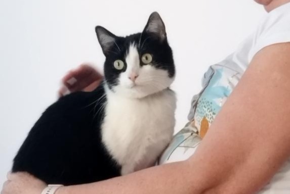 Avviso scomparsa Gatto  Maschio , 6 anni Besançon Francia