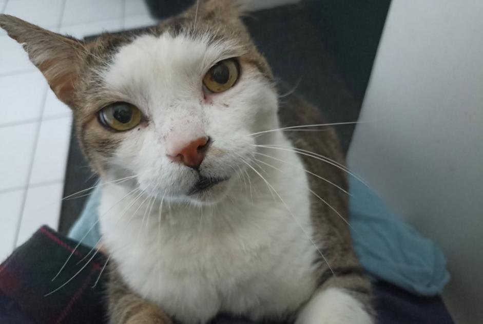 Avviso scomparsa Gatto incrocio di razze Maschio , 12 anni Bordeaux Francia