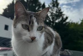 Avviso scomparsa Gatto Femmina , 4 anni Gagnac-sur-Garonne Francia