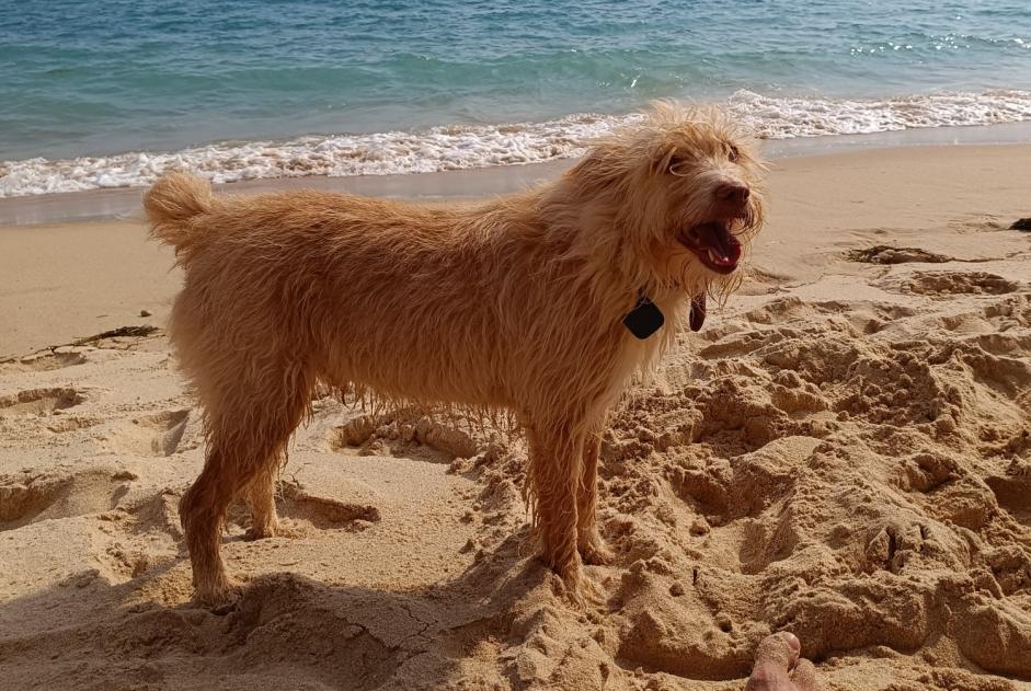 Ontdekkingsalarm Hond rassenvermenging Vrouwtje Salema Portugal