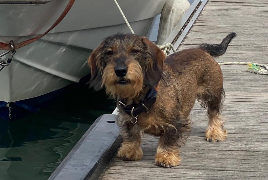 Verdwijningsalarm Hond  Mannetje , 6 jaar Vilarinho Portugal