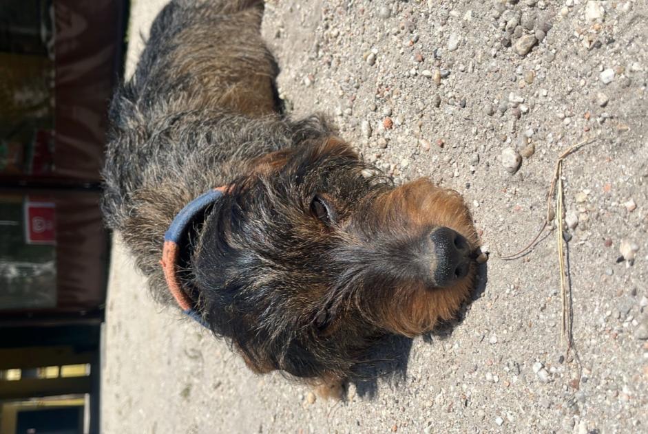 Verdwijningsalarm Hond  Mannetje , 6 jaar Vilarinho Portugal