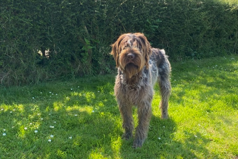 Verdwijningsalarm Hond  Mannetje , 1 jaar Saint-Paul-du-Vernay Frankrijk