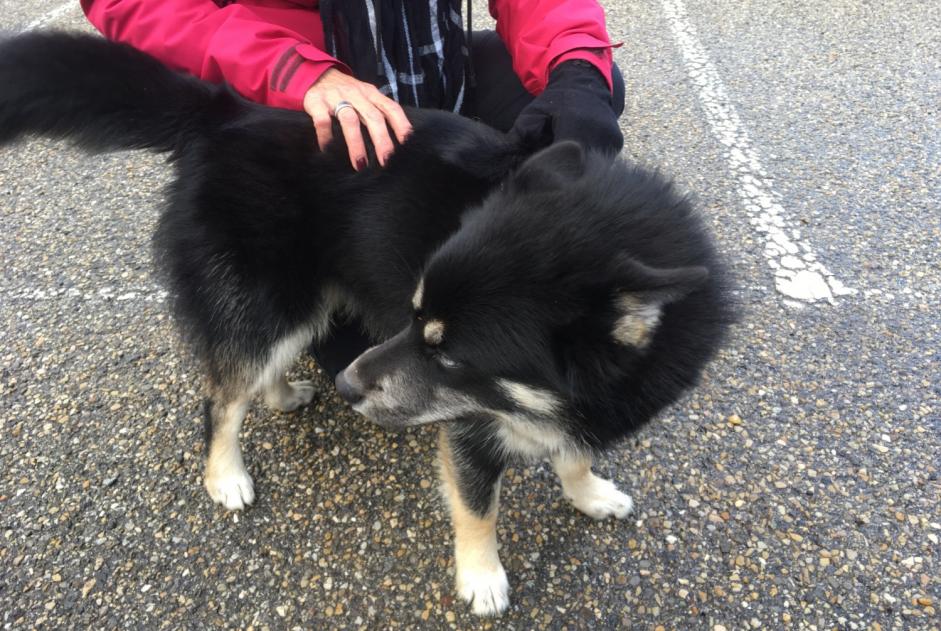 Ontdekkingsalarm Hond  Mannetje Pavezin Frankrijk