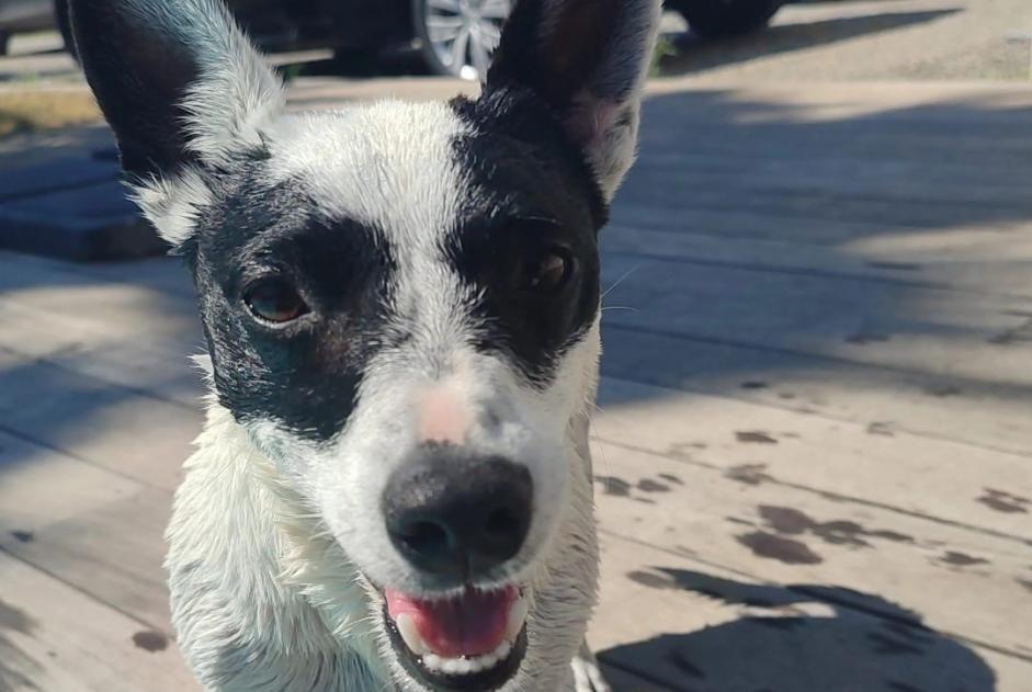 Verdwijningsalarm Hond  Mannetje , 6 jaar Telhado Portugal