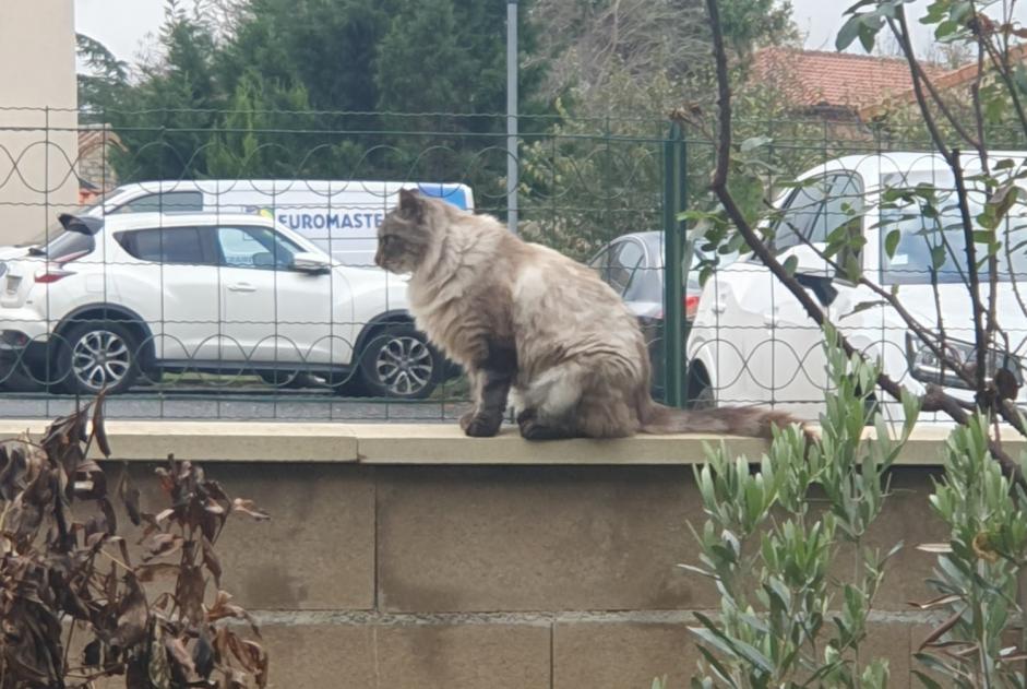 Verdwijningsalarm Kat rassenvermenging Mannetje , 3 jaar Millau Frankrijk