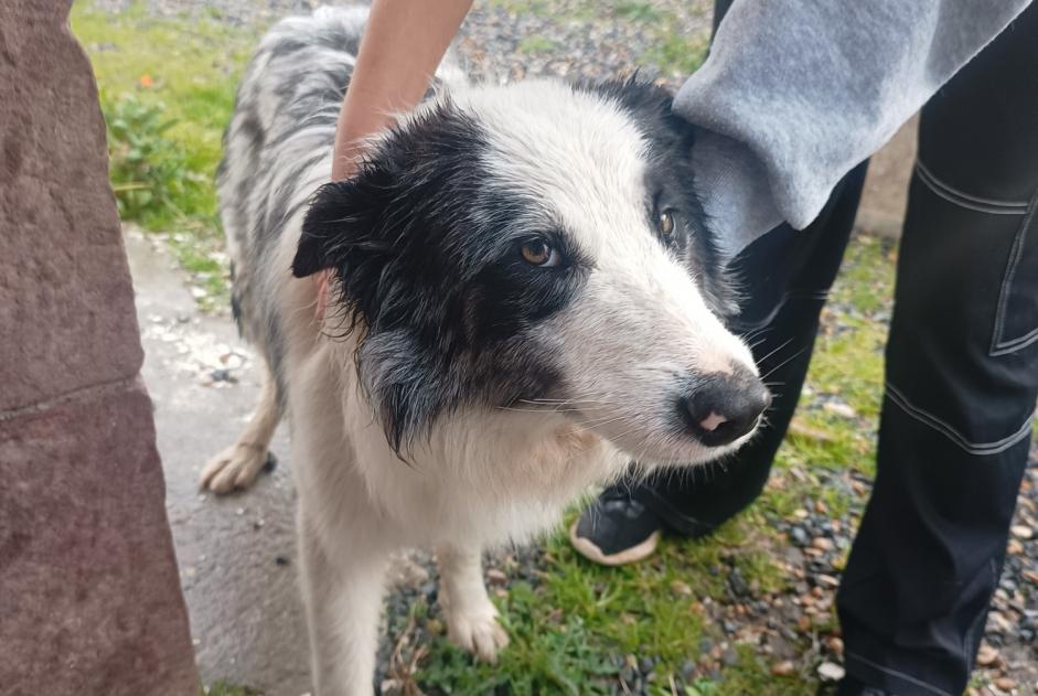 Ontdekkingsalarm Hond  Mannetje Ossès Frankrijk