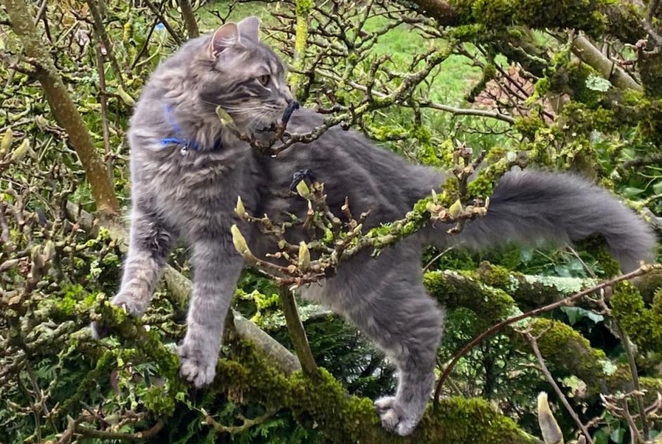 Verdwijningsalarm Kat rassenvermenging Mannetje , 1 jaar Nantes Frankrijk