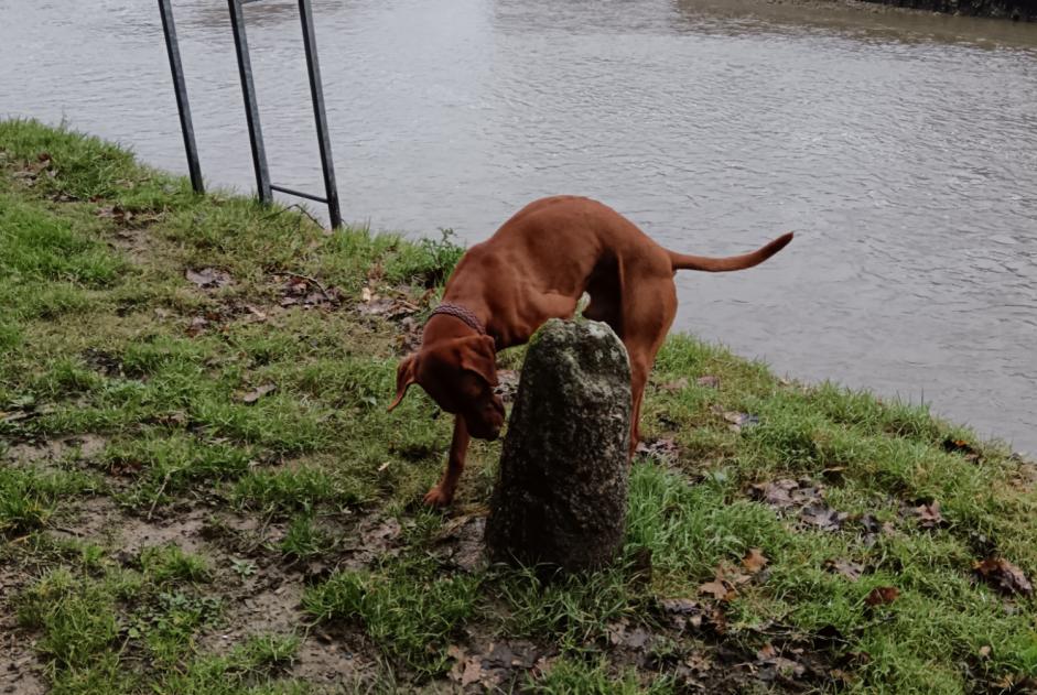 Ontdekkingsalarm Hond  Mannetje Auray Frankrijk