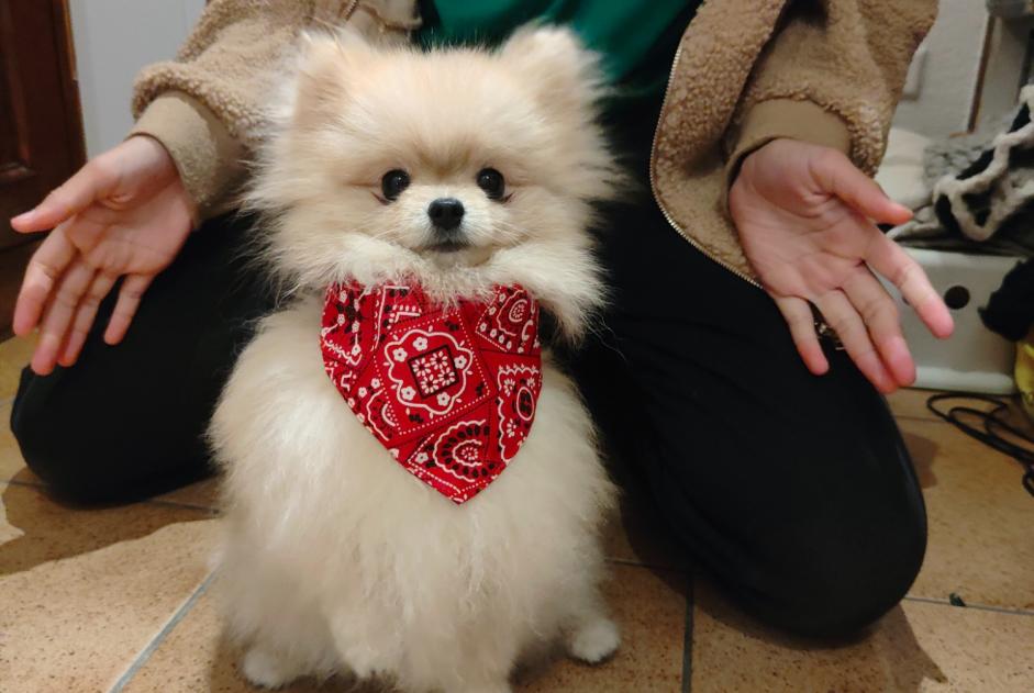 Verdwijningsalarm Hond  Mannetje , 1 jaar Vernayaz Zwitserland