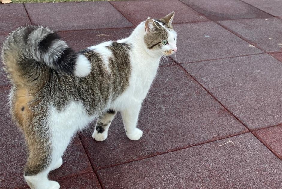 Verdwijningsalarm Kat Mannetje , 3 jaar Saillon Zwitserland